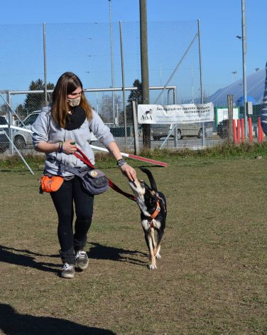 Cours éducation canine méthode positive avec Alaska sur le terrain de AOA éducation canine à Genève